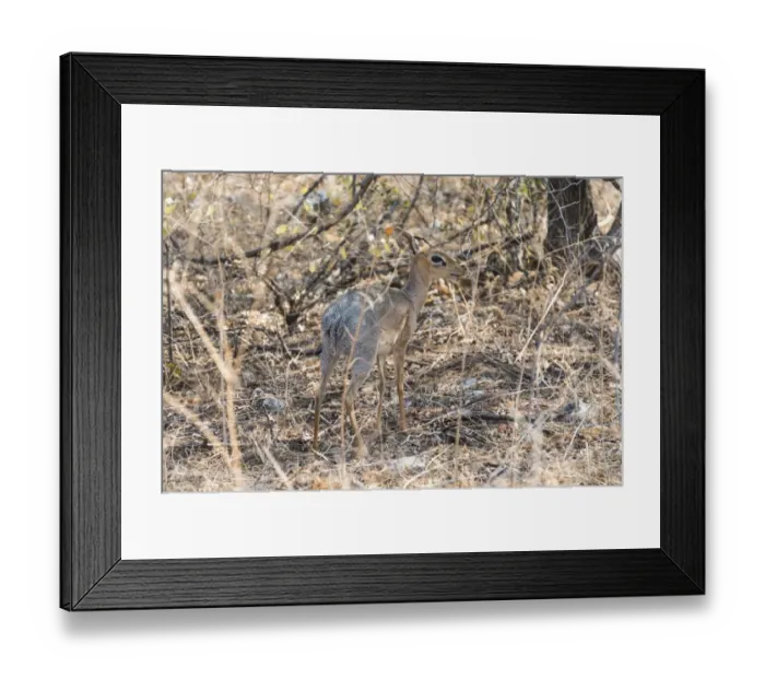 Framed Print : Kirks Dik-dik -Madoqua kirkii- in the brush, Etosha National Park, Namibia Framed Print : Kirks Dik-dik -Madoqua kirkii- in the brush, Etosha National Park, Namibia