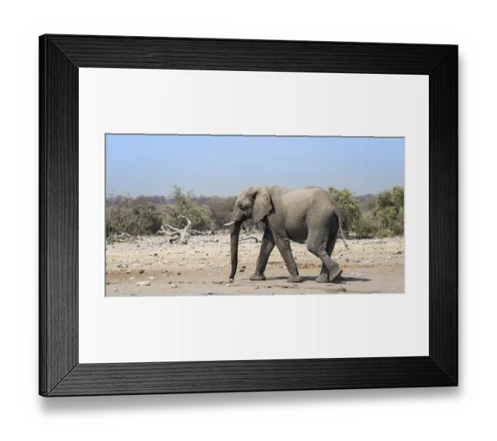 Framed Print : African Elephant -Loxodonta africana-, Etosha National Park, Namibia Framed Print : African Elephant -Loxodonta africana-, Etosha National Park, Namibia