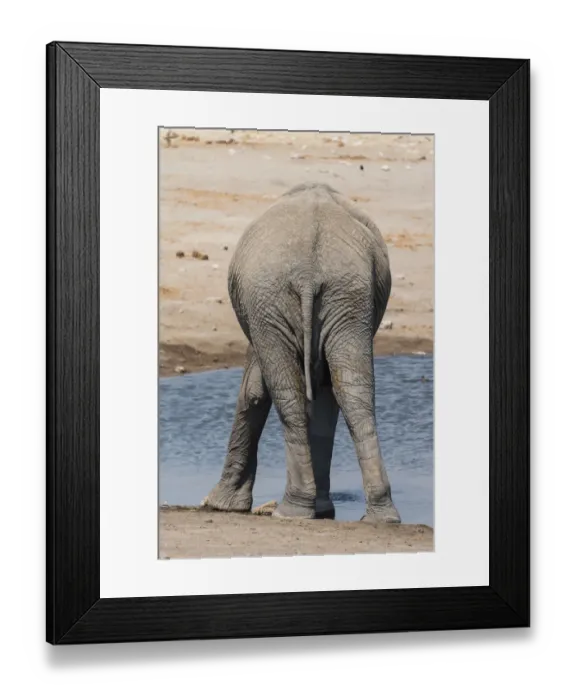 Framed Print : African Elephant -Loxodonta africana- at the Chudop waterhole, Etosha National Park, Namibia