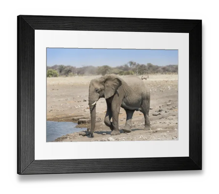 Framed Print : African Elephant -Loxodonta africana- at the Chudop waterhole, Etosha National Park, Namibia Framed Print : African Elephant -Loxodonta africana- at the Chudop waterhole, Etosha National Park, Namibia