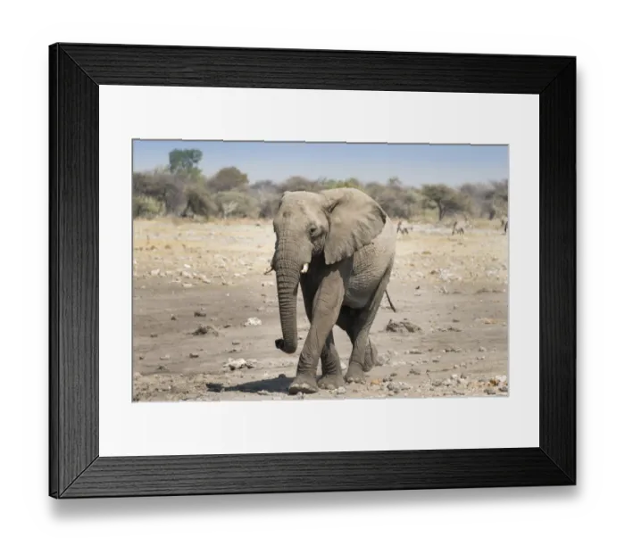 Framed Print : African Elephant -Loxodonta africana-, Etosha National Park, Namibia