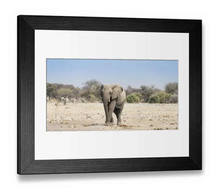 Framed Print : African Elephant -Loxodonta africana-, Etosha National Park, Namibia Framed Print : African Elephant -Loxodonta africana-, Etosha National Park, Namibia