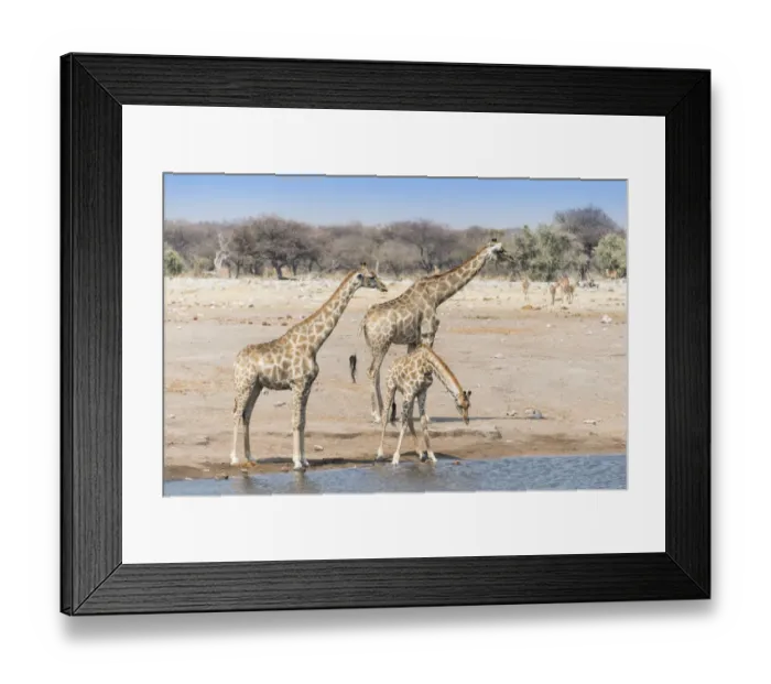 Framed Print : Giraffes -Giraffa camelopardalis- at the Chudob waterhole, Etosha National Park, Namibia Framed Print : Giraffes -Giraffa camelopardalis- at the Chudob waterhole, Etosha National Park, Namibia