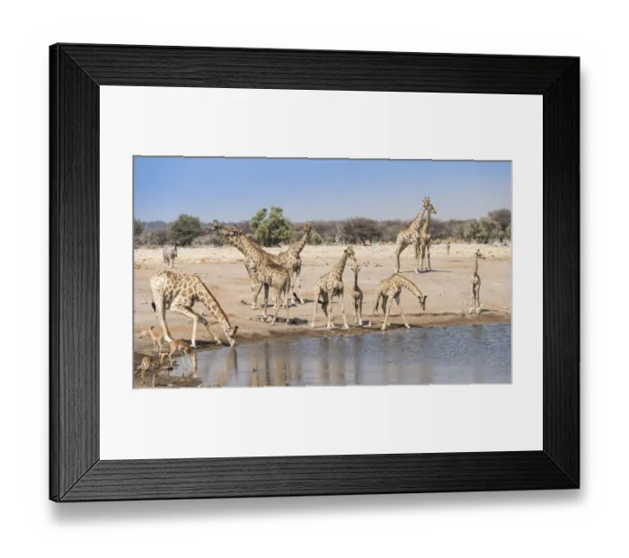 Framed Print : Giraffse -Giraffa camelopardalis- and Impalas -Aepyceros melampus petersi- at the Chudob waterhole, Etosha National Park, Namibia Framed Print : Giraffse -Giraffa camelopardalis- and Impalas -Aepyceros melampus petersi- at the Chudob waterhole, Etosha National Park, Namibia