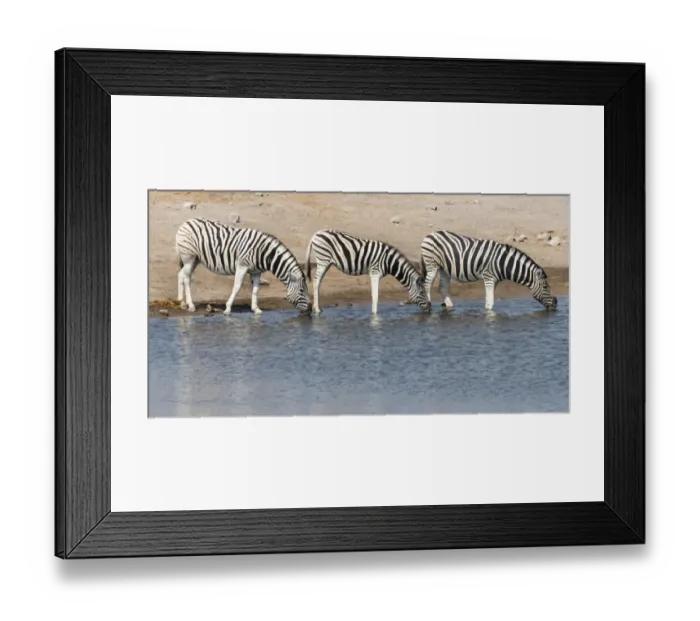 Framed Print : Burchells zebra -Equus burchellii- at Chudob waterhole, Etosha National Park, Namibia Framed Print : Burchells zebra -Equus burchellii- at Chudob waterhole, Etosha National Park, Namibia