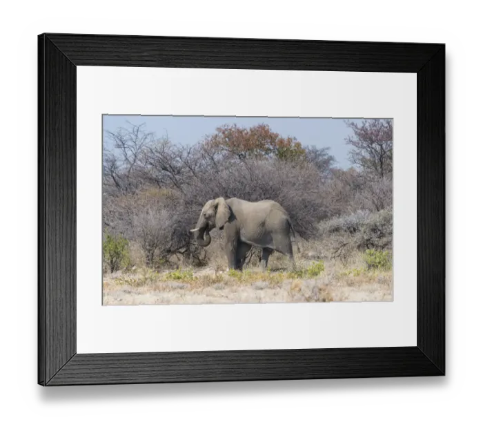 Framed Print : African Elephant -Loxodonta africana-, bull walking through the brush, Etosha National Park, Namibia