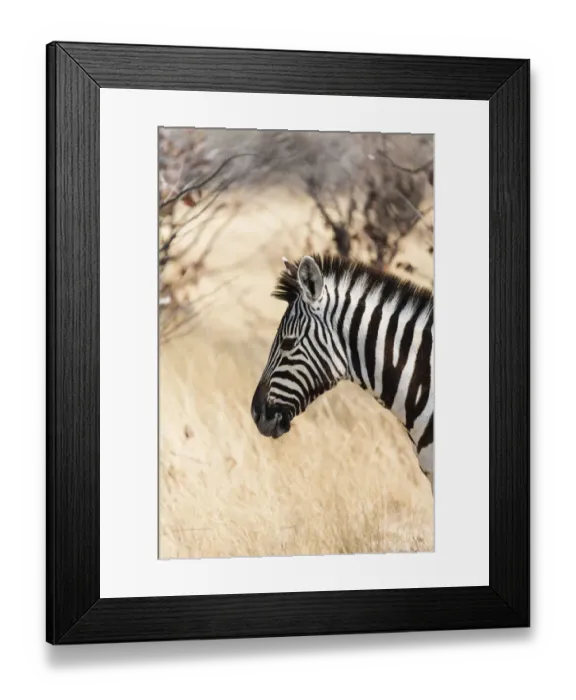 Framed Print : Plains Zebra -Equus burchellii-, Etosha National Park, Namibia Framed Print : Plains Zebra -Equus burchellii-, Etosha National Park, Namibia