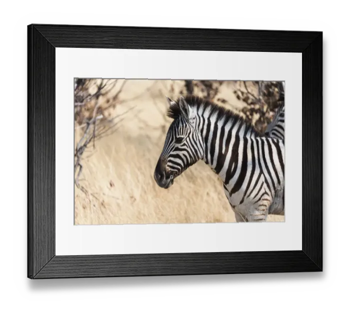 Framed Print : Plains Zebra -Equus burchellii-, Etosha National Park, Namibia Framed Print : Plains Zebra -Equus burchellii-, Etosha National Park, Namibia
