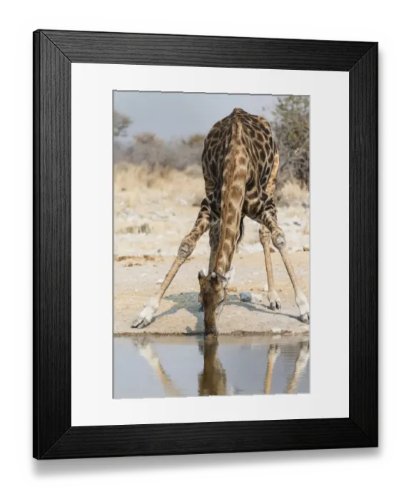 Framed Print : Giraffe -Giraffa camelopardalis- at the Kalkheuwel waterhole, Etosha National Park, Namibia
