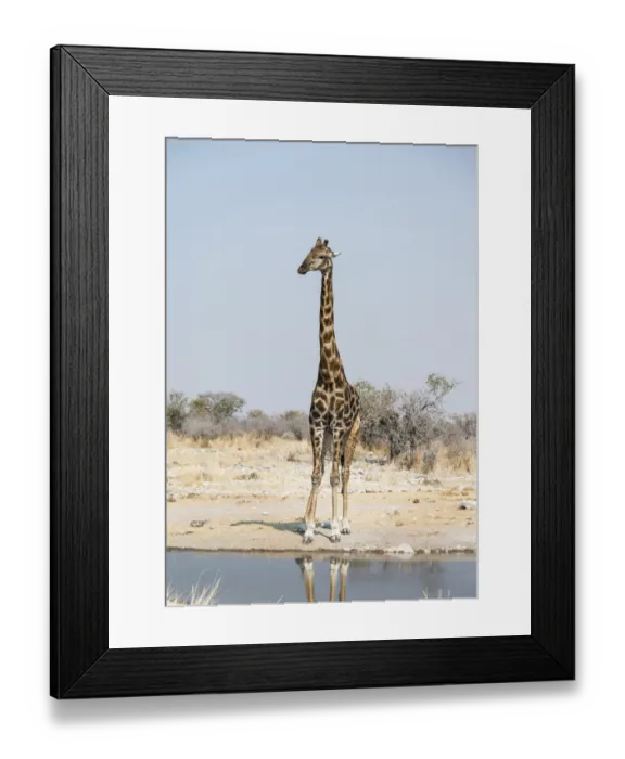 Framed Print : Giraffe -Giraffa camelopardalis- at the Kalkheuwel waterhole, Etosha National Park, Namibia Framed Print : Giraffe -Giraffa camelopardalis- at the Kalkheuwel waterhole, Etosha National Park, Namibia