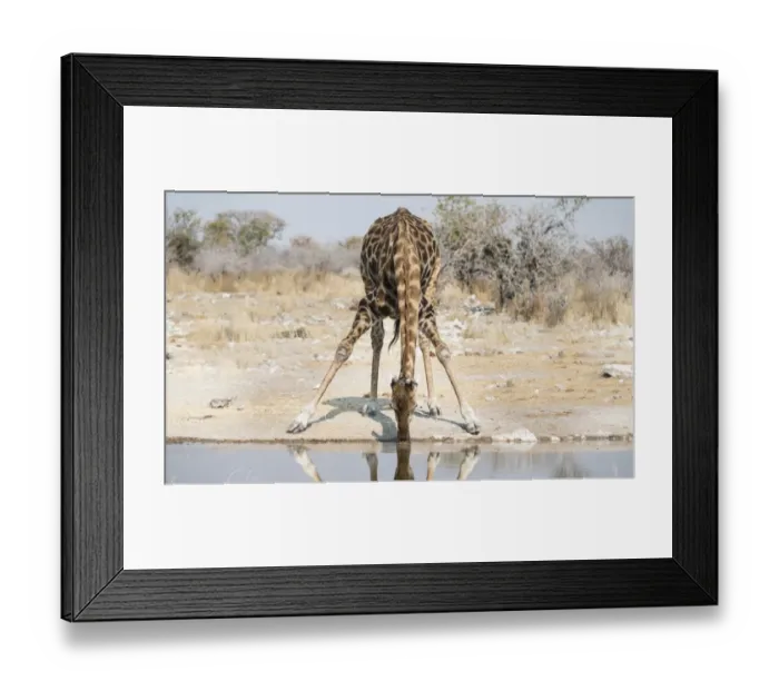 Framed Print : Giraffe -Giraffa camelopardalis- drinking at the Kalkheuwel waterhole, Etosha National Park, Namibia Framed Print : Giraffe -Giraffa camelopardalis- drinking at the Kalkheuwel waterhole, Etosha National Park, Namibia