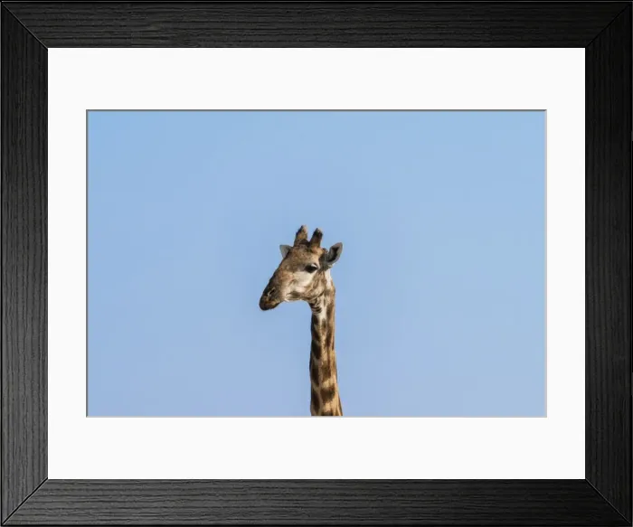 Framed Print : Giraffe -Giraffa camelopardalis-, Etosha National Park, Namibia Framed Print : Giraffe -Giraffa camelopardalis-, Etosha National Park, Namibia
