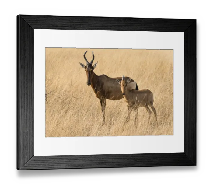Framed Print : Hartebeests -Alcelaphus buselaphus-, Etosha National Park, Namibia Framed Print : Hartebeests -Alcelaphus buselaphus-, Etosha National Park, Namibia