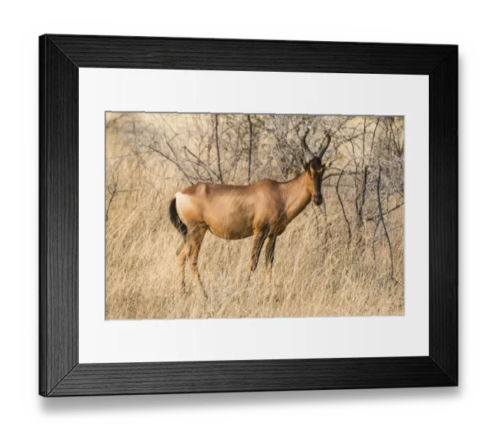 Framed Print : Hartebeest -Alcelaphus buselaphus-, Etosha National Park, Namibia Framed Print : Hartebeest -Alcelaphus buselaphus-, Etosha National Park, Namibia