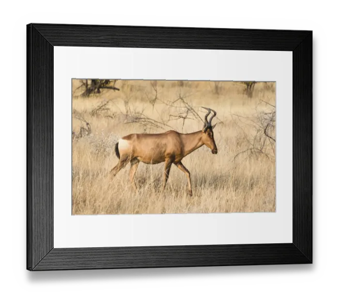 Framed Print : Hartebeest -Alcelaphus buselaphus-, Etosha National Park, Namibia Framed Print : Hartebeest -Alcelaphus buselaphus-, Etosha National Park, Namibia