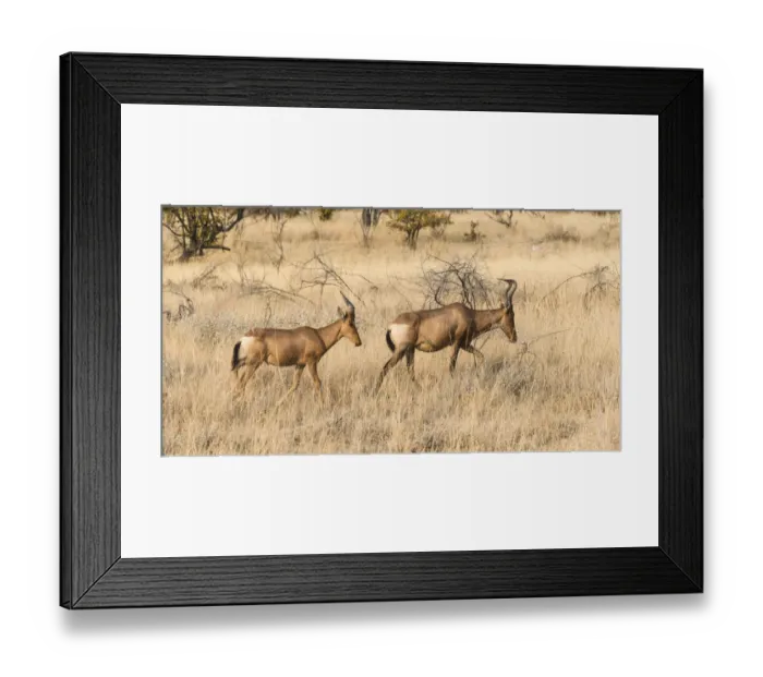 Framed Print : Hartebeests -Alcelaphus buselaphus-, Etosha National Park, Namibia Framed Print : Hartebeests -Alcelaphus buselaphus-, Etosha National Park, Namibia