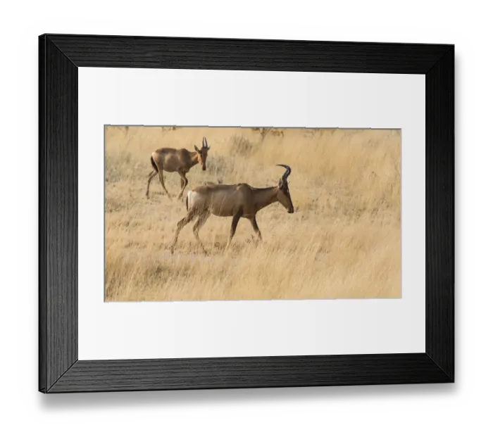 Framed Print : Hartebeests -Alcelaphus buselaphus-, Etosha National Park, Namibia Framed Print : Hartebeests -Alcelaphus buselaphus-, Etosha National Park, Namibia