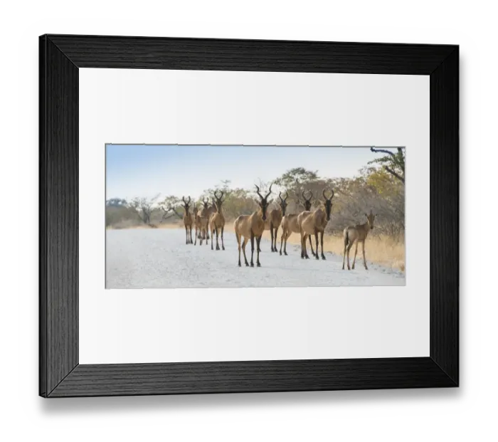 Framed Print : Hartebeests -Alcelaphus buselaphus-, herd, Etosha National Park, Namibia Framed Print : Hartebeests -Alcelaphus buselaphus-, herd, Etosha National Park, Namibia