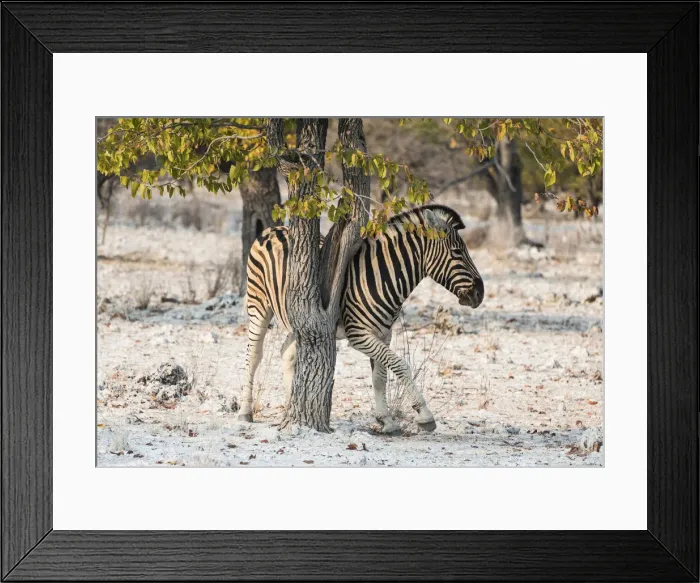 Framed Print : Plains Zebra -Equus burchellii- using a tree as a scratching post, Etosha National Park, Namibia Framed Print : Plains Zebra -Equus burchellii- using a tree as a scratching post, Etosha National Park, Namibia