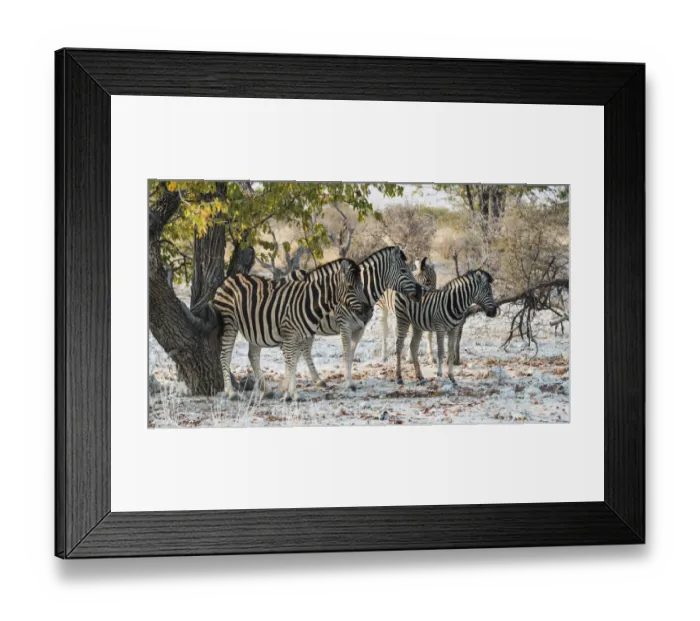 Framed Print : Plains Zebras -Equus burchellii-, Etosha National Park, Namibia Framed Print : Plains Zebras -Equus burchellii-, Etosha National Park, Namibia