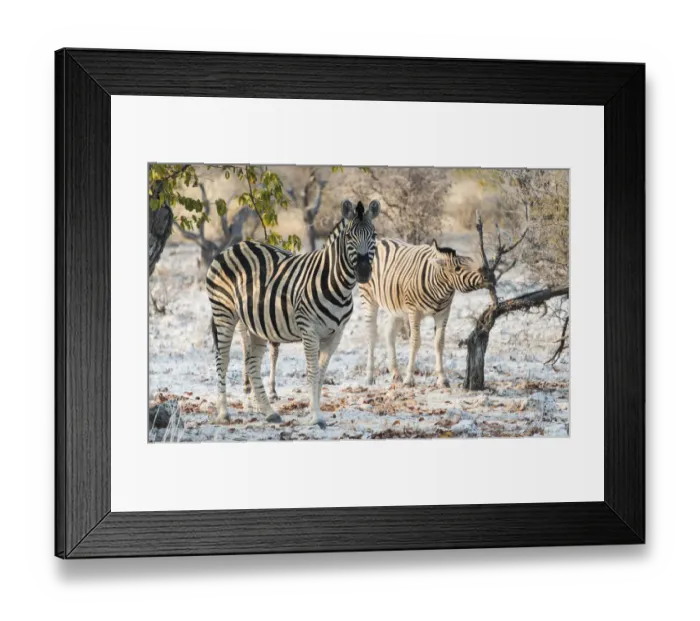 Framed Print : Plains Zebras -Equus burchellii-, Etosha National Park, Namibia Framed Print : Plains Zebras -Equus burchellii-, Etosha National Park, Namibia