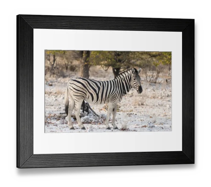 Framed Print : Plains Zebra -Equus burchellii-, Etosha National Park, Namibia Framed Print : Plains Zebra -Equus burchellii-, Etosha National Park, Namibia