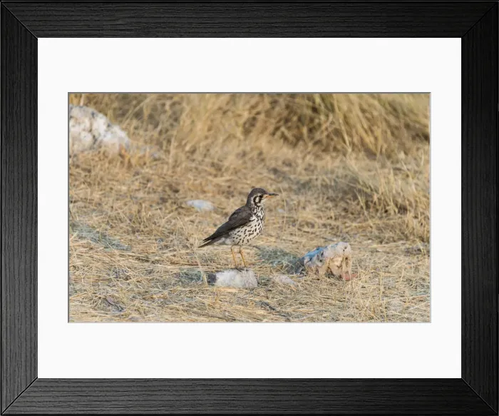 Framed Print : Groundscraper Thrush -Psophocichla litsipsirupa-, Etosha National Park, Namibia Framed Print : Groundscraper Thrush -Psophocichla litsipsirupa-, Etosha National Park, Namibia