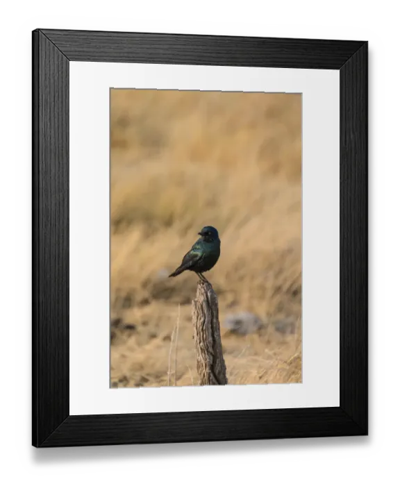 Framed Print : Cape Starling -Lamprotornis nitens- perched on a post, Etosha National Park, Namibia Framed Print : Cape Starling -Lamprotornis nitens- perched on a post, Etosha National Park, Namibia