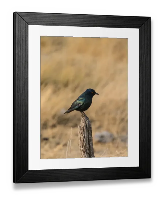 Framed Print : Cape Starling -Lamprotornis nitens- perched on a post, Etosha National Park, Namibia Framed Print : Cape Starling -Lamprotornis nitens- perched on a post, Etosha National Park, Namibia