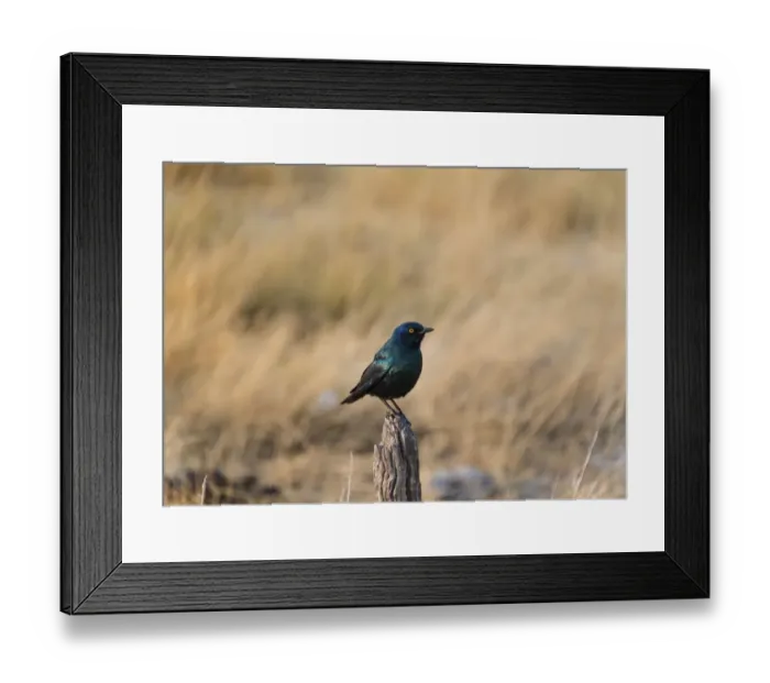 Framed Print : Cape Starling -Lamprotornis nitens- perched on a post, Etosha National Park, Namibia Framed Print : Cape Starling -Lamprotornis nitens- perched on a post, Etosha National Park, Namibia