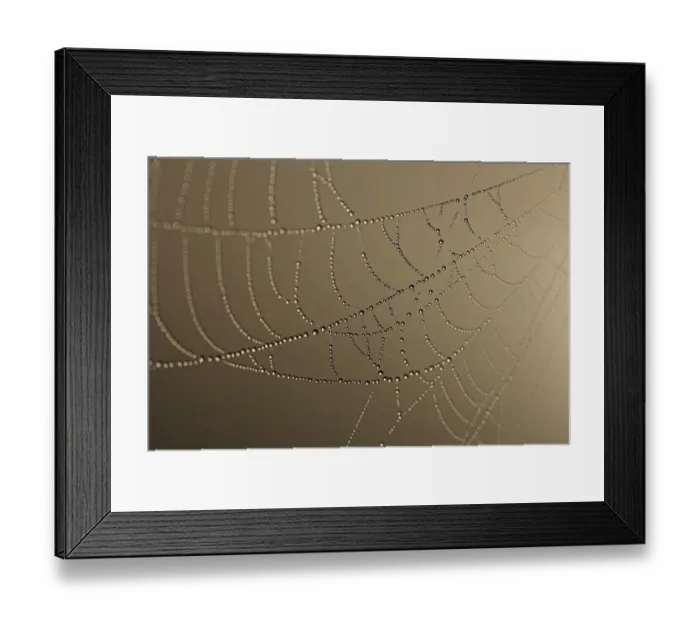 Framed Print : Cobweb decorated with dew Framed Print : Cobweb decorated with dew