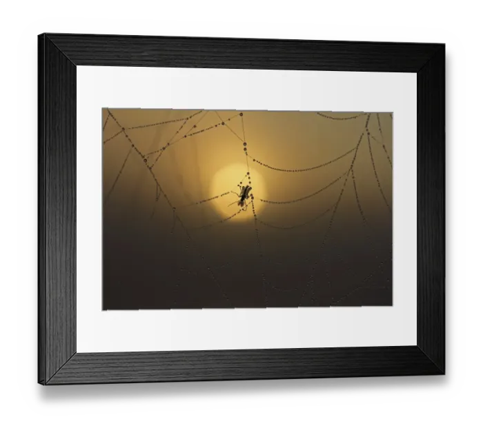 Framed Print : Cobweb with dew at sunrise
