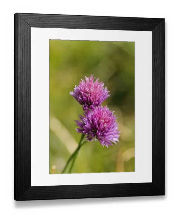 Framed Print : Wild chives -Allium schoenoprasum ssp. Sibiricum-, Wurzeralm alp, Spital am Pyhrn, Pyhrn-Priel, Traunviertel region, Upper Austria, Austria, Europe Framed Print : Wild chives -Allium schoenoprasum ssp. Sibiricum-, Wurzeralm alp, Spital am Pyhrn, Pyhrn-Priel, Traunviertel region, Upper Austria, Austria, Europe