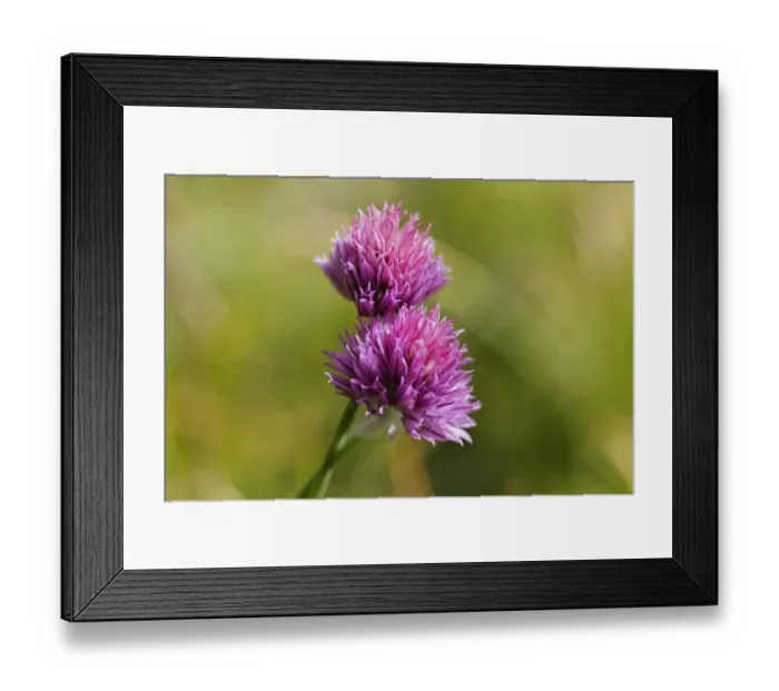Framed Print : Wild chives -Allium schoenoprasum ssp. Sibiricum-, Wurzeralm alp, Spital am Pyhrn, Pyhrn-Priel, Traunviertel region, Upper Austria, Austria, Europe Framed Print : Wild chives -Allium schoenoprasum ssp. Sibiricum-, Wurzeralm alp, Spital am Pyhrn, Pyhrn-Priel, Traunviertel region, Upper Austria, Austria, Europe