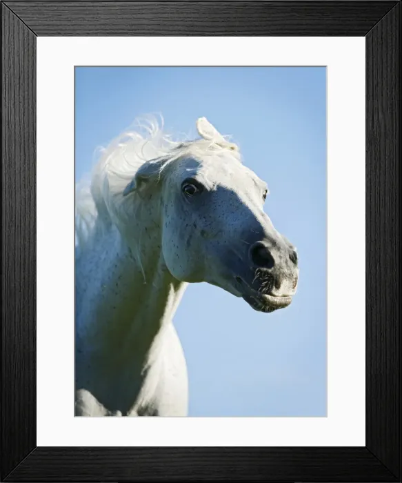 Framed Print : Grey Thuringian Warmblood mare shaking itself, portrait Framed Print : Grey Thuringian Warmblood mare shaking itself, portrait