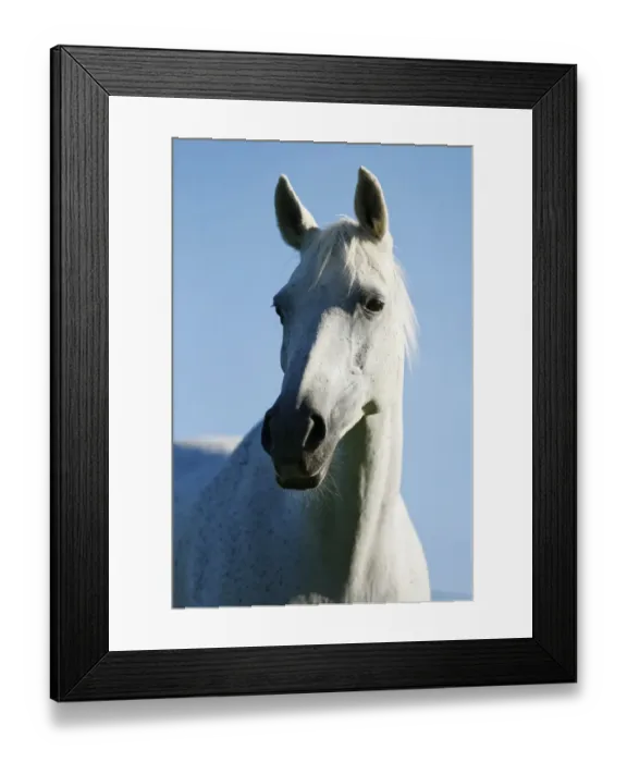 Framed Print : Grey Thueringer Warmblood mare, portrait Framed Print : Grey Thueringer Warmblood mare, portrait