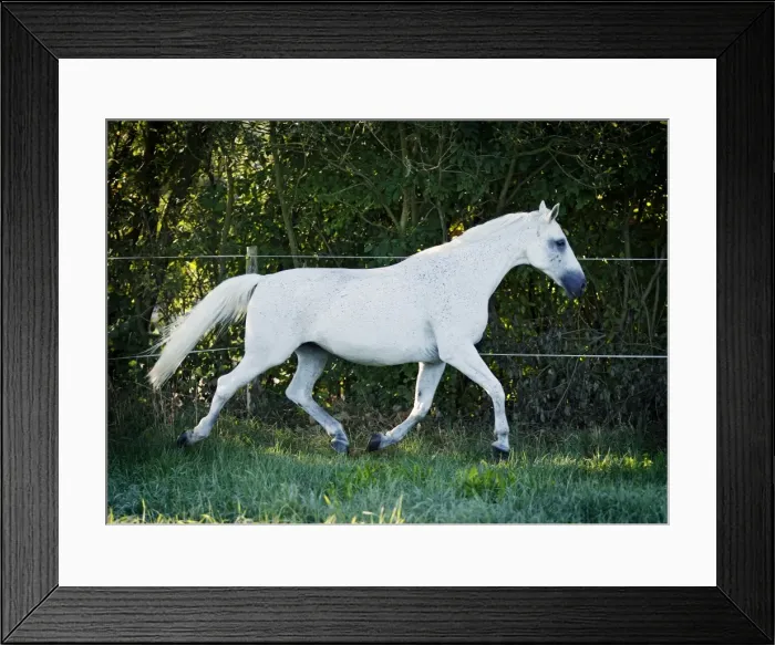 Framed Print : Grey Thuringian Warmblood mare trotting across a paddock Framed Print : Grey Thuringian Warmblood mare trotting across a paddock