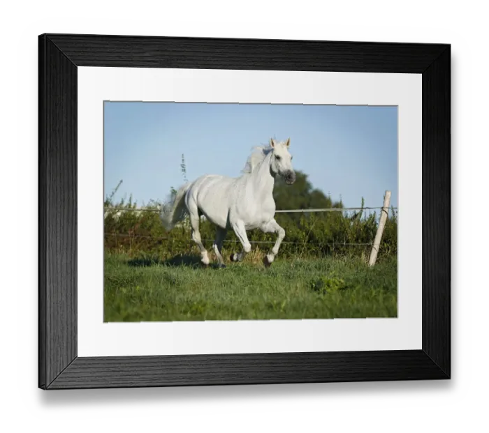 Framed Print : Grey Thuringian Warmblood mare galloping across a paddock Framed Print : Grey Thuringian Warmblood mare galloping across a paddock