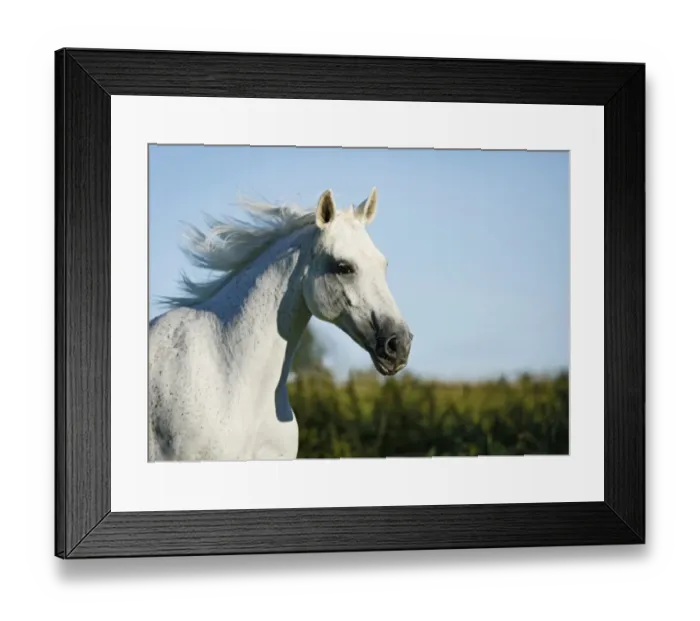 Framed Print : Grey Thuringian Warmblood mare, portrait, galloping Framed Print : Grey Thuringian Warmblood mare, portrait, galloping