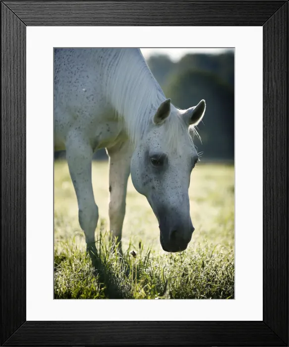 Framed Print : Grey Thuringian Warmblood mare, with backlighting Framed Print : Grey Thuringian Warmblood mare, with backlighting