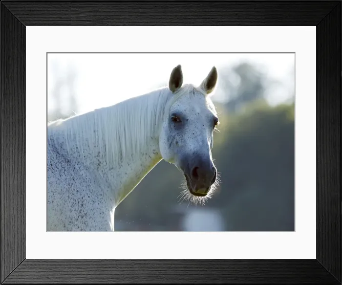 Framed Print : Grey Thuringian Warmblood- mare, portrait with backlighting Framed Print : Grey Thuringian Warmblood- mare, portrait with backlighting