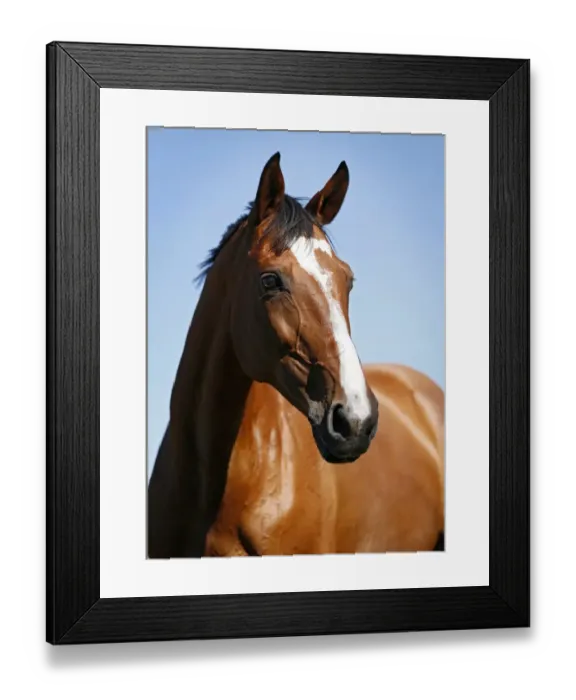 Framed Print : Brown mare, Wielkopolska, Polish warmblooded horse, portrait Framed Print : Brown mare, Wielkopolska, Polish warmblooded horse, portrait