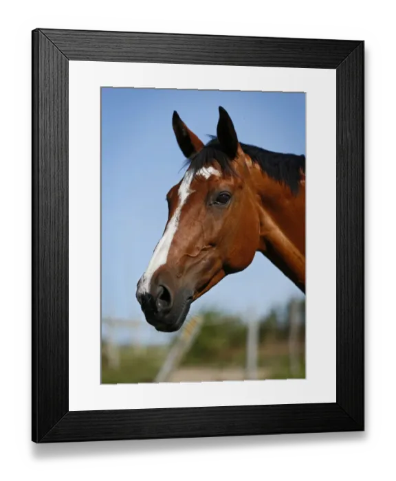 Framed Print : Brown mare Wielkopolska, Polish warmblooded horse, portrait Framed Print : Brown mare Wielkopolska, Polish warmblooded horse, portrait
