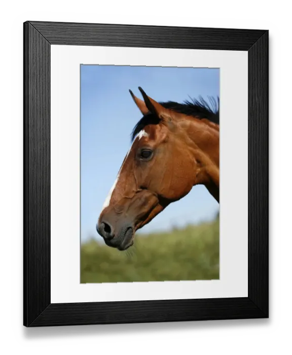 Framed Print : Brown mare, Wielkopolska, Polish warmblooded horse, portrait