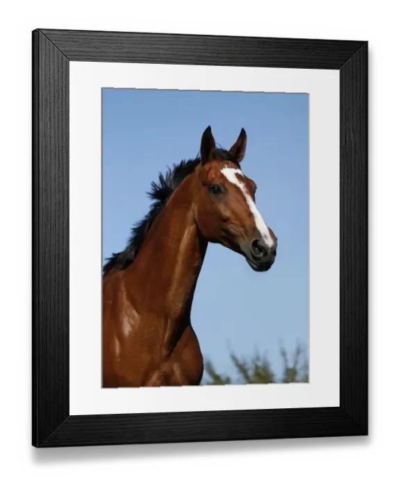 Framed Print : Brown mare, Wielkopolska, Polish warmblooded horse, portrait Framed Print : Brown mare, Wielkopolska, Polish warmblooded horse, portrait