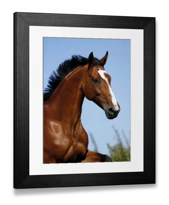 Framed Print : Brown mare, Wielkopolska, Polish warmblooded horse, portrait, in motion Framed Print : Brown mare, Wielkopolska, Polish warmblooded horse, portrait, in motion