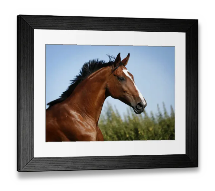 Framed Print : Brown mare, Wielkopolska, Polish warmblooded horse, portrait, in motion Framed Print : Brown mare, Wielkopolska, Polish warmblooded horse, portrait, in motion