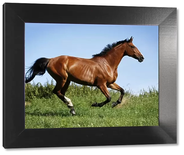Brown mare, Wielkopolska, Polish warmblooded horse, galloping across a meadow