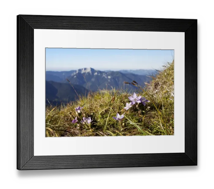 Framed Print : Purple saxifrage or purple mountain saxifrage at Mount Hochiss in the Rofan massif, Rofan, Tyrol, Austria, Brandenberg Alps, Rofan, Tyrol, Austria Framed Print : Purple saxifrage or purple mountain saxifrage at Mount Hochiss in the Rofan massif, Rofan, Tyrol, Austria, Brandenberg Alps, Rofan, Tyrol, Austria