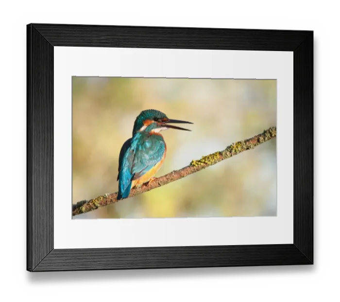 Framed Print : Kingfisher -Alcedo atthis- perched on a branch, North Hesse, Hesse, Germany Framed Print : Kingfisher -Alcedo atthis- perched on a branch, North Hesse, Hesse, Germany